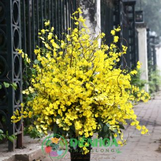 Bình hoa lan vũ nữ tươi đẹp