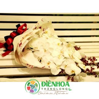 Bó lan hồ điệp trắng