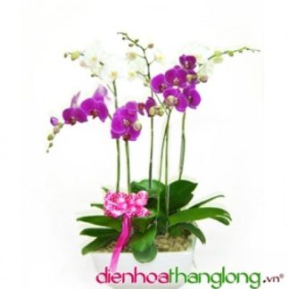 Chậu lan hồ điệp 5 cành