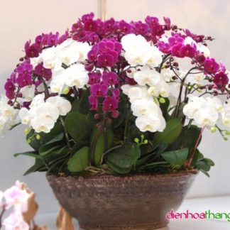 LHD002-DHTL (Lan Hồ Điệp)