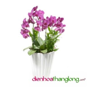 LHD006-DHTL (Lan Hồ Điệp)