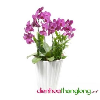 LHD006-DHTL (Lan Hồ Điệp)