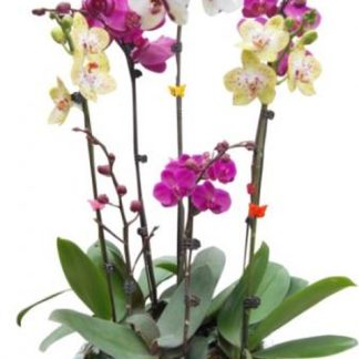 LHD011-DHTL (Lan Hồ Điệp)