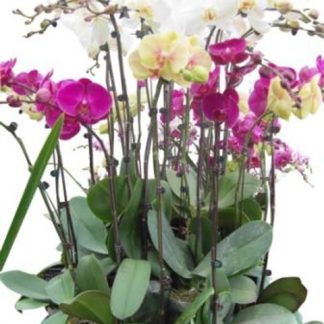 LHD012-DHTL (Lan Hồ Điệp)