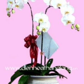 LHD015-DHTL (Lan Hồ Điệp)